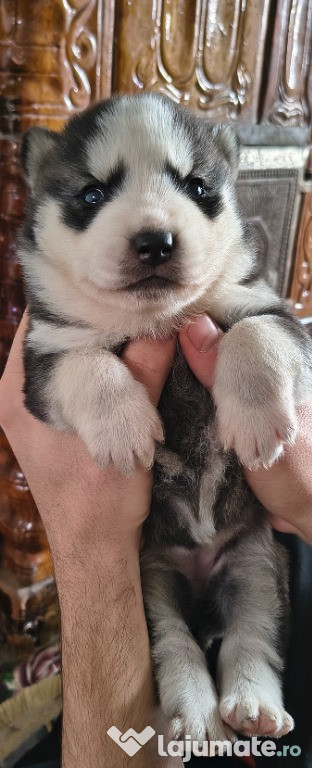 Cățelușa husky siberian