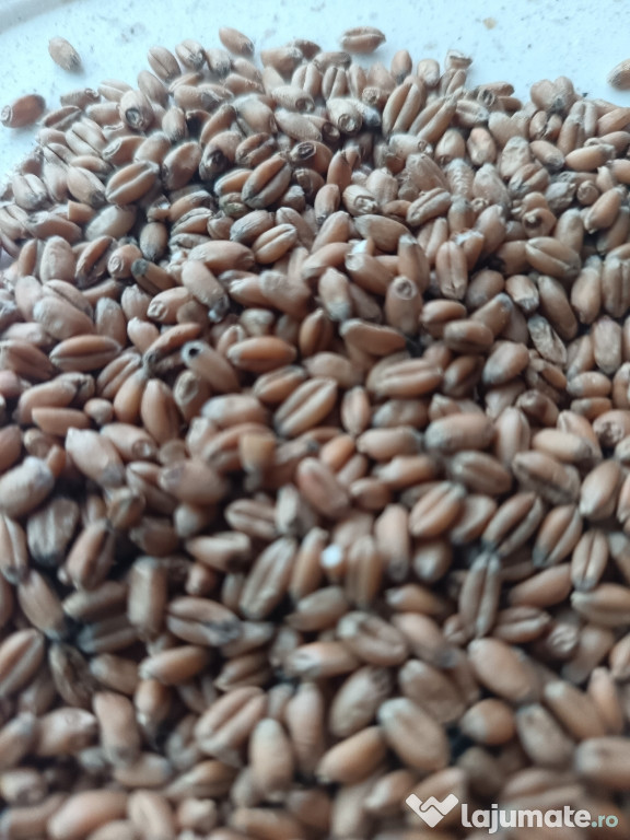 Vand grau furajier triticale