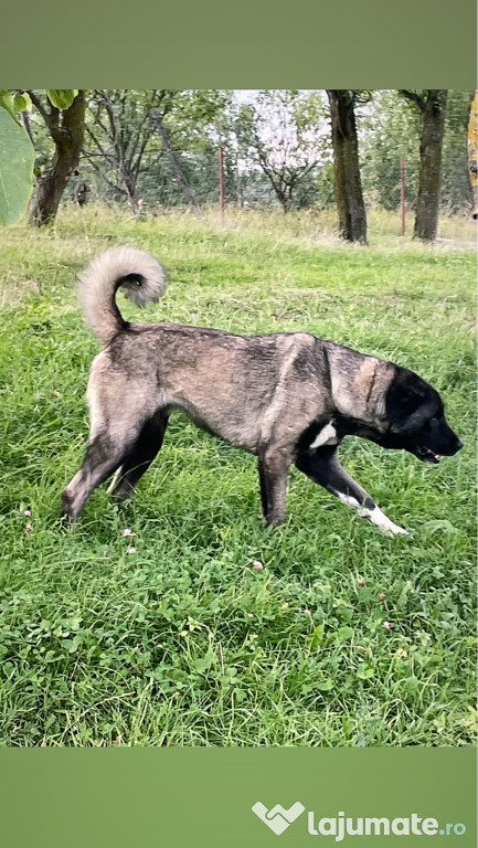 Femelă disponibilă