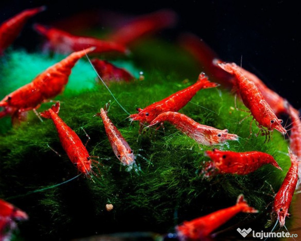 Red Cherry Shrimp - Neocardinia davidi - direct din crescatorie