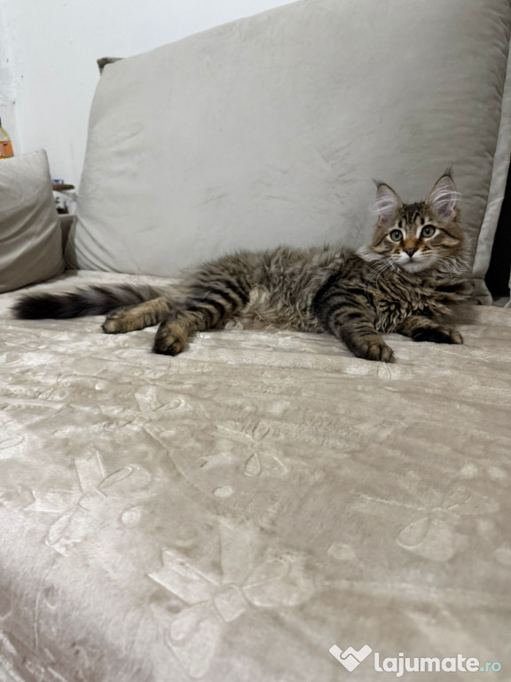 Maine coon puiuți superbi