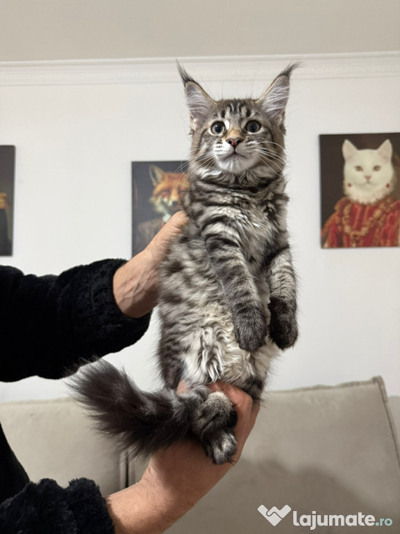 Maine coon pisoiasi cu carnet și vaccin