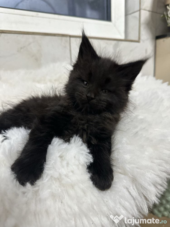Maine coon Fetita / băiețel