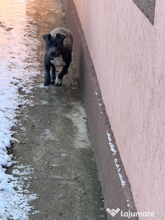 Amstaff culoare bule