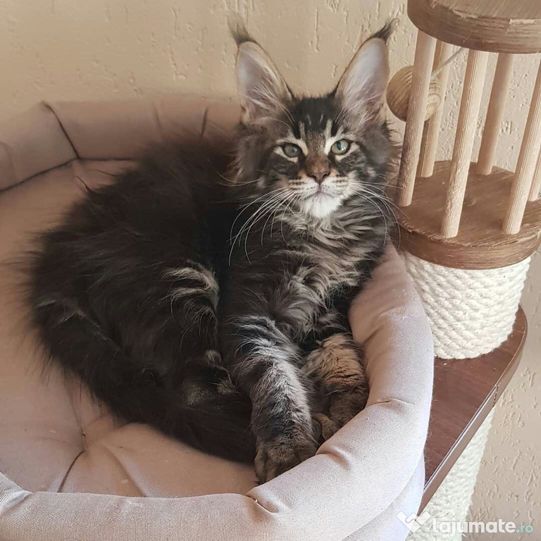 Maine coon / vaccin și carnet