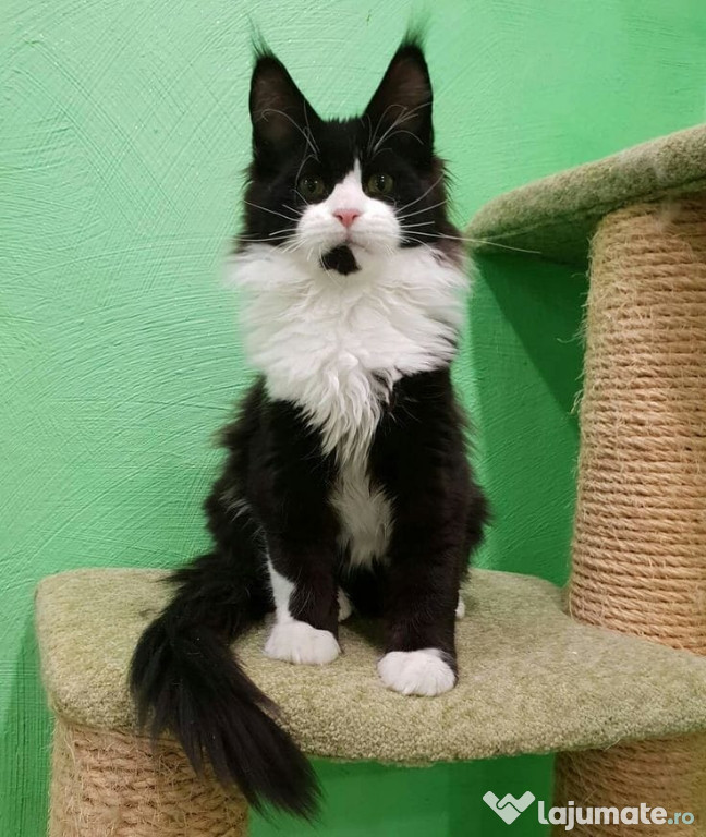 Maine Coon rasă pură