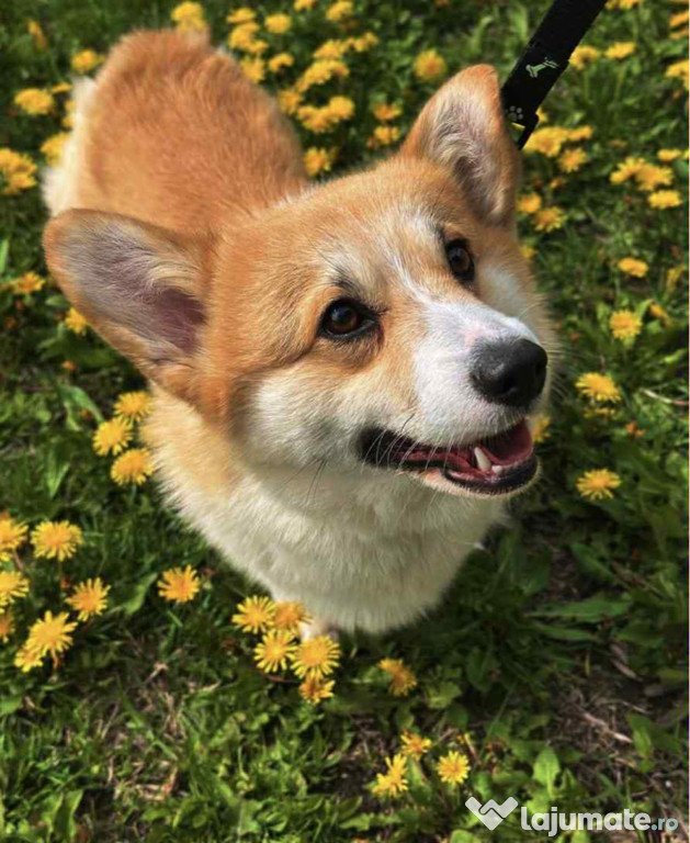 Câine corgie mascul