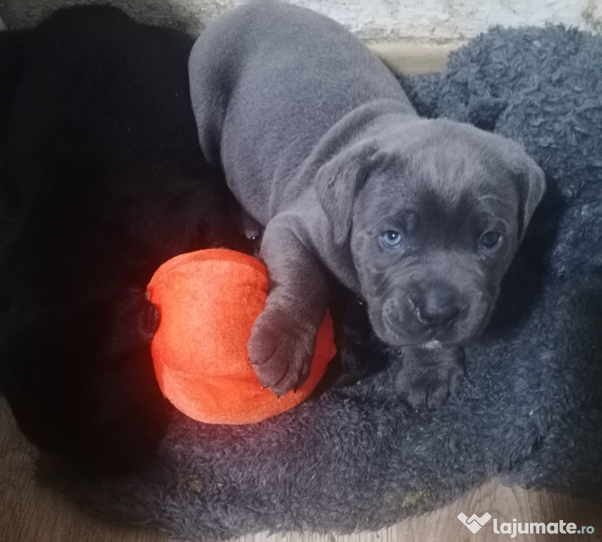Mascul Cane Corso gri 2 luni