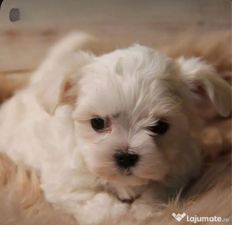 Bichon maltez alb 2 luni