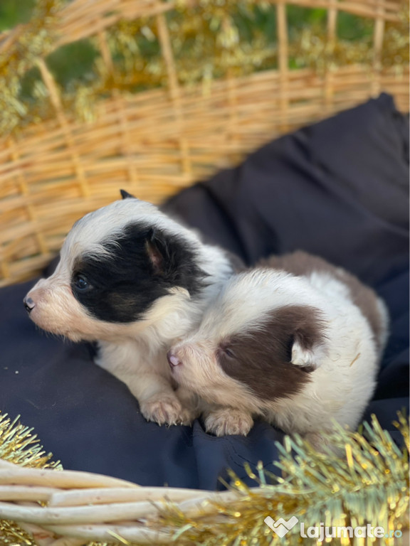 Catei din rasa Border Collie