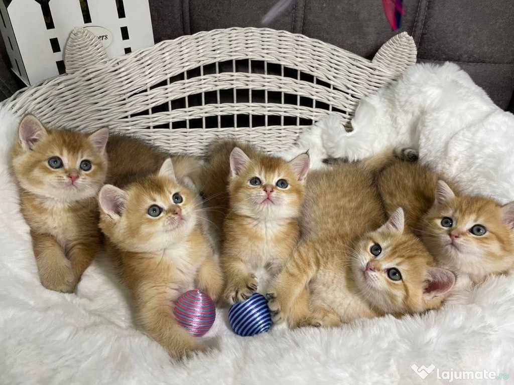 British shorthair motănei și pisicuțe