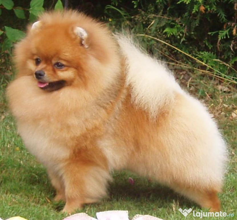 Pomeranian nr telefon 0769892672