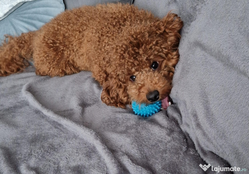 Cavapoo 1 an, caută căsuță nouă