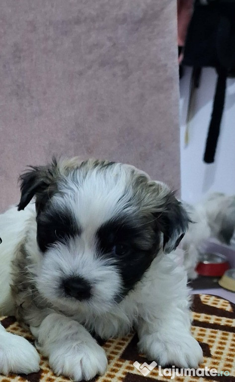 Un băiețel shhih tzu de vânzare