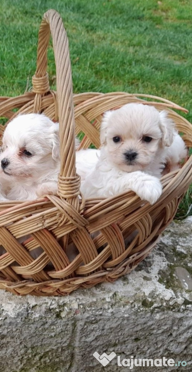 Bichon maltesse mini