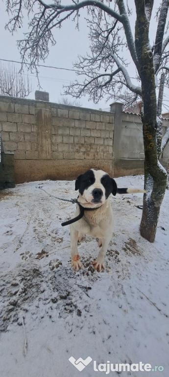 Dau la schimb ciobanesc de asia centrala