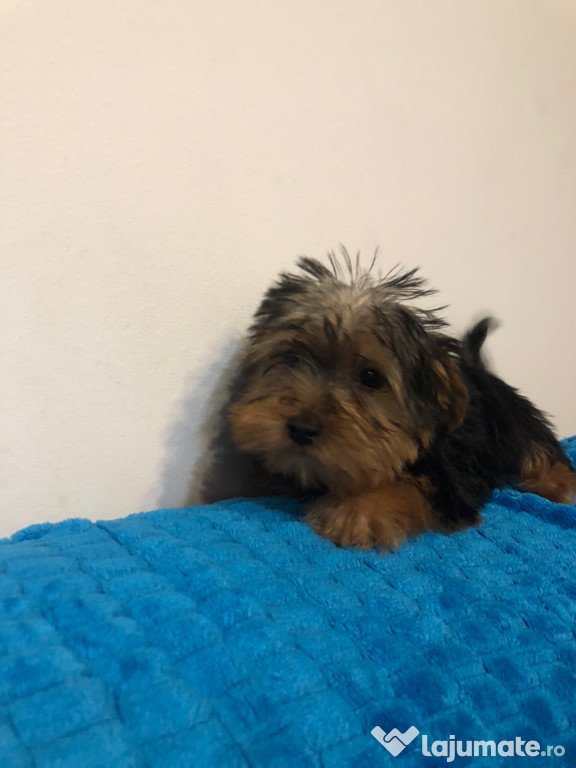 Yorkshire terrier 3 luni complet vaccinat