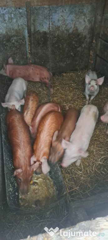 Purcei de 9 saptamini