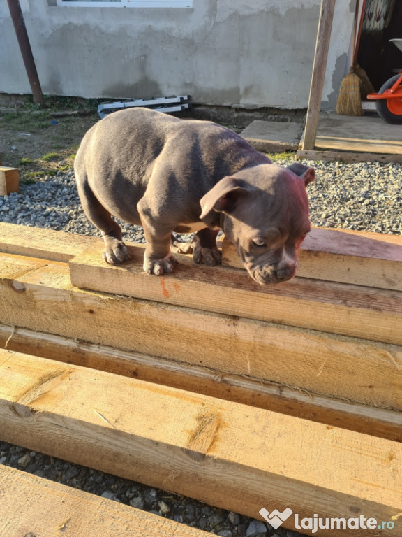 American Bully pocket