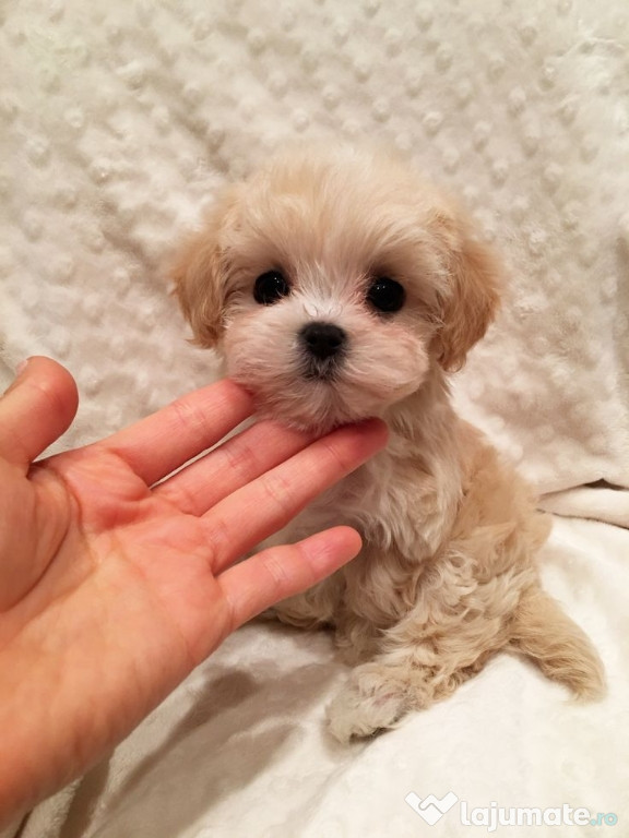 Maltipoo poodle mini toy