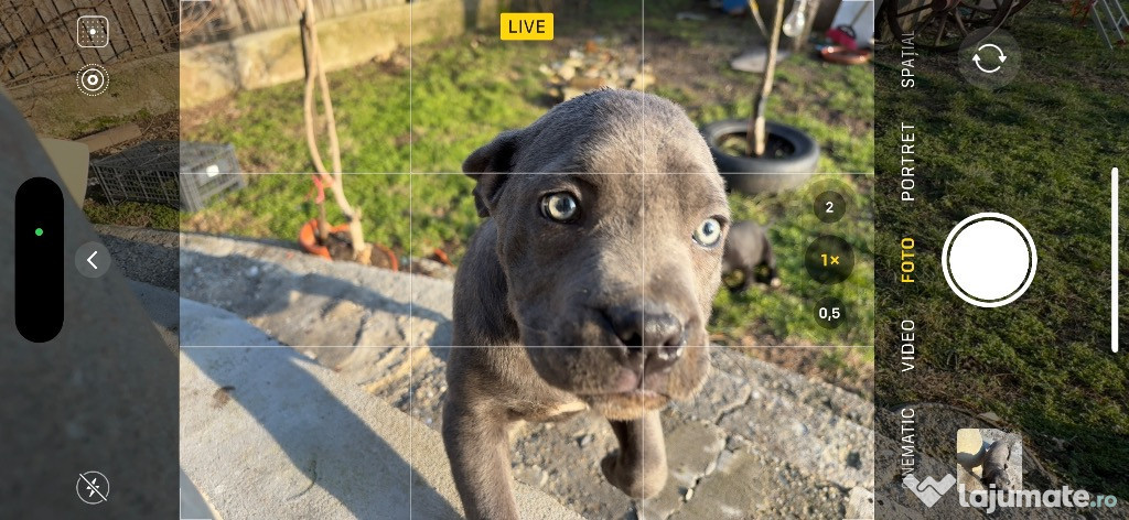 Vând pui cane corso gri și negri