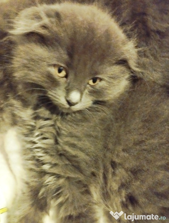 Fetita Scottish Fold Blue irezistibila cauta Om