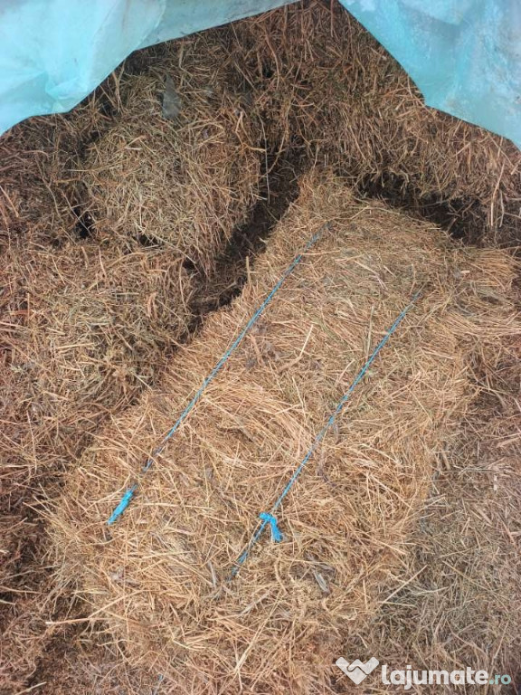 Vând baloti de lucerna și fan