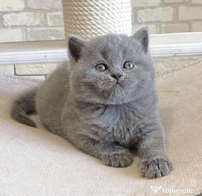 British shorthair pui superbi