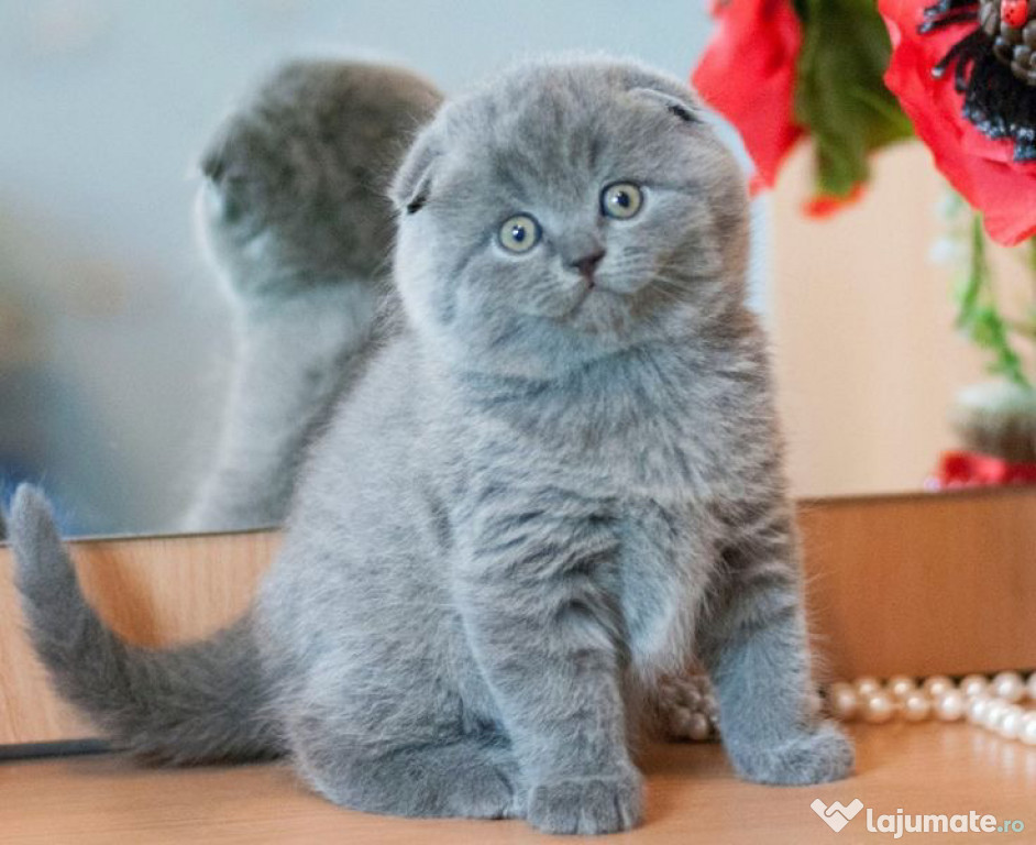 Scottish Fold blue