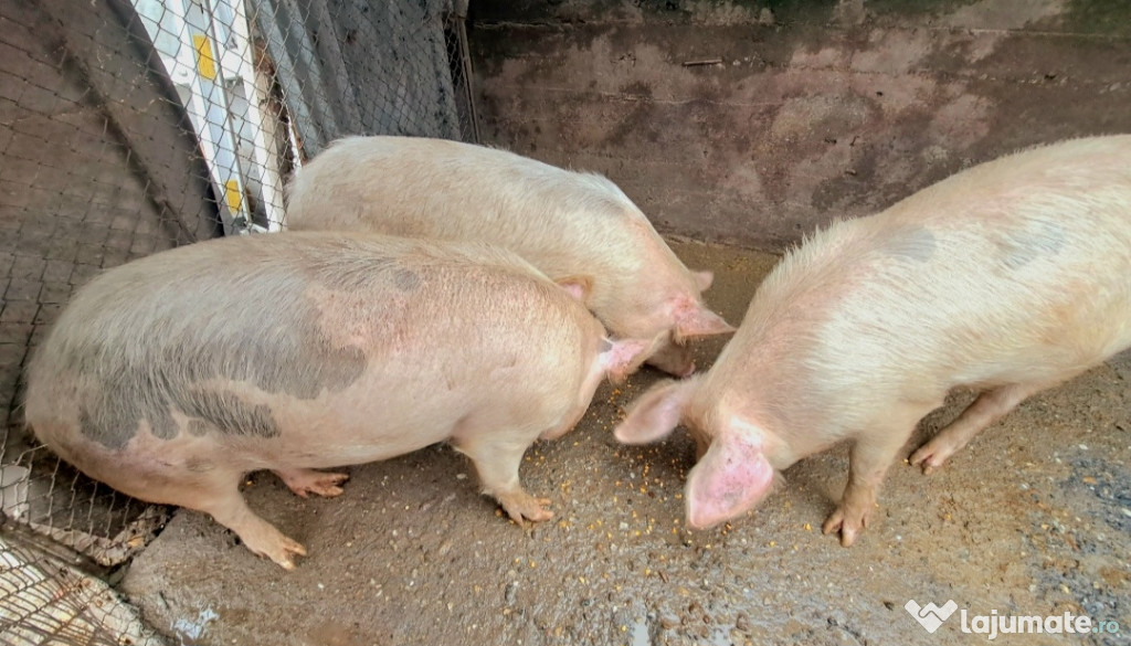 PORCI ȘI PURCEI DE VANZARE