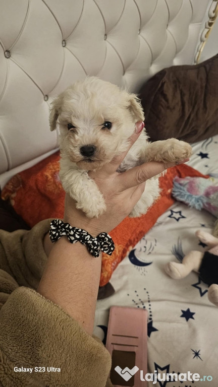 Pui de bichon 6 sapt+