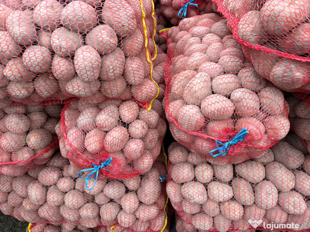 Cartofi Sǎmântǎ Bellaroza