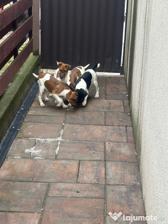 Fox Terrier Vârsta Doua Luni