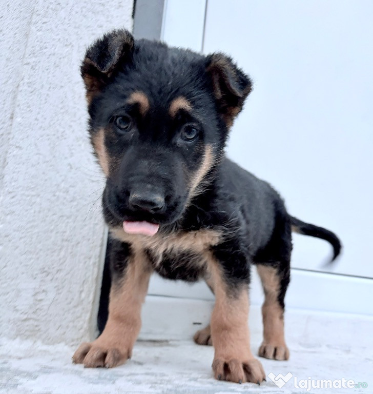 Catel pui ciobanesc german talie mare