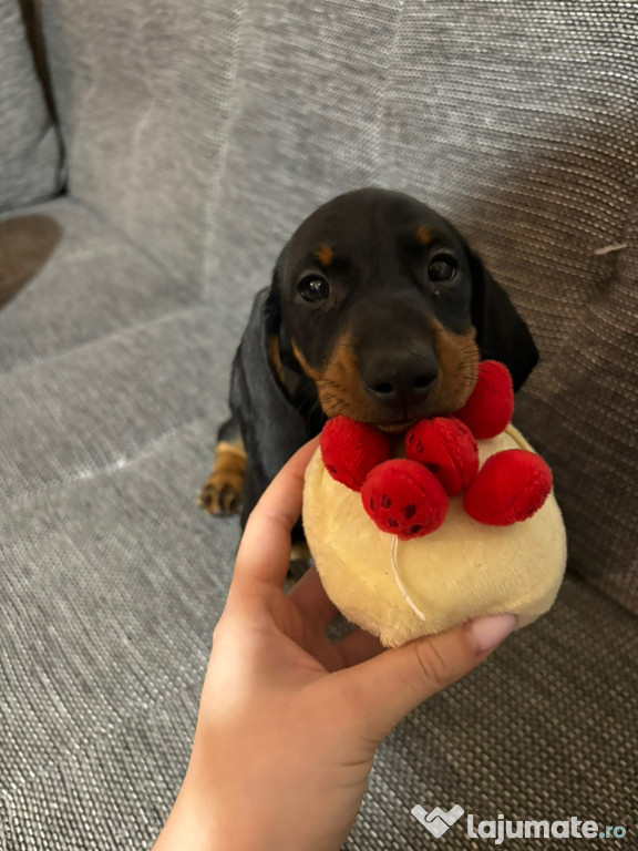 Cățeluși Teckel Pui