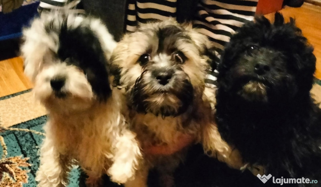 Cățeluș Bichon frumos