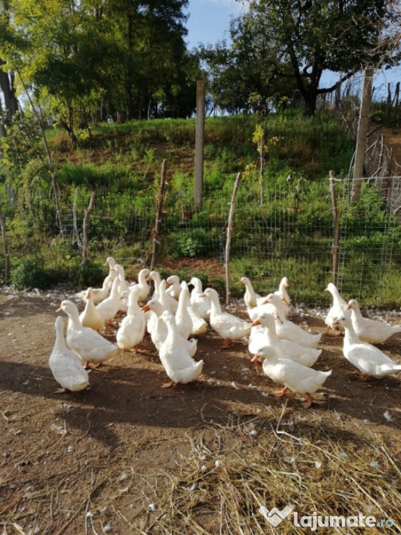 Rațe de casă pentru carne
