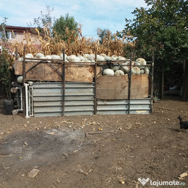 Dovleac de plăcintă soiul tudor cantitate mare