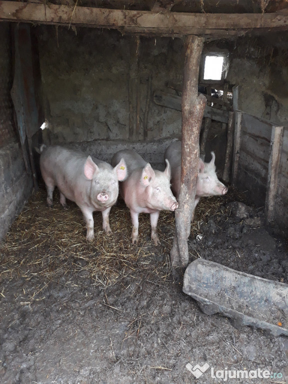 Porci