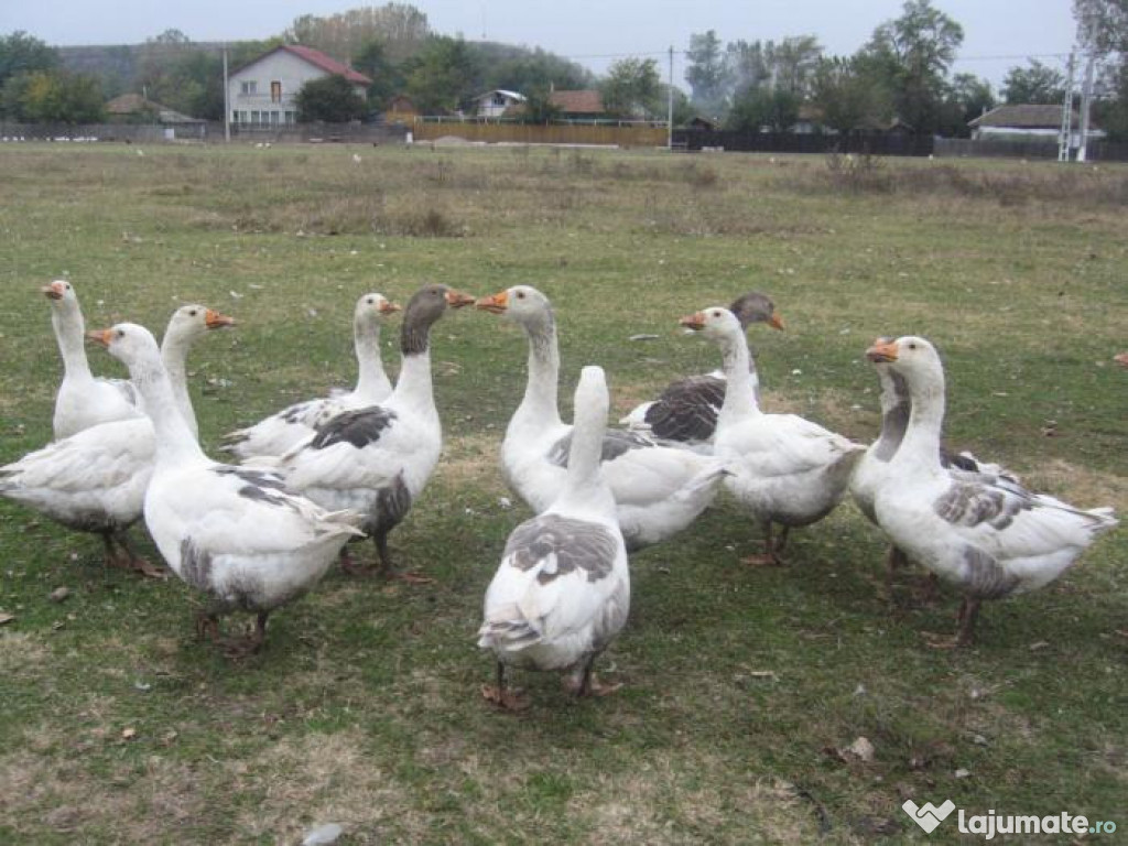 10 gaște, greutate cca.3,5kg/pasare