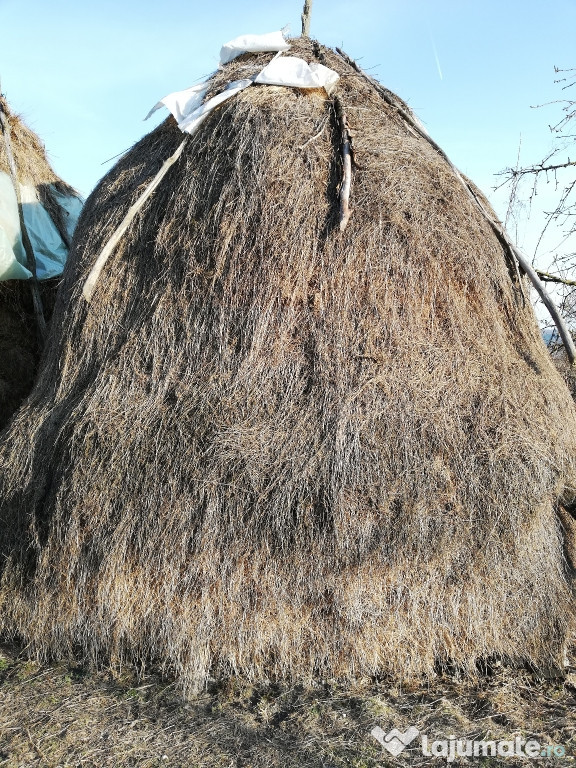 Căpițe de fân