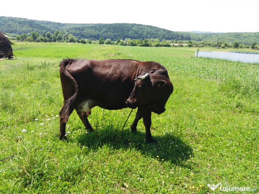 Vacă bună de lapte de 6 ani trebuie sa fete în decembrie
