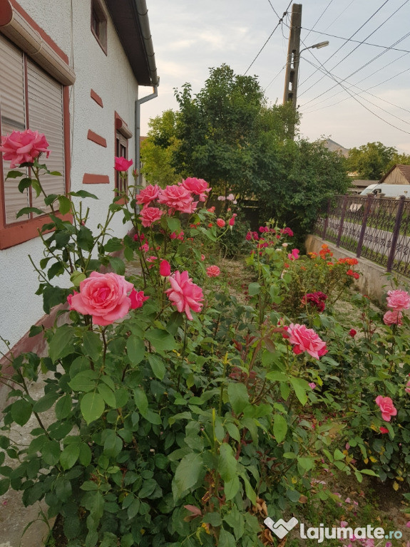 Casă și grădină ( la 20 km de Deva) Bretea Muresana Central