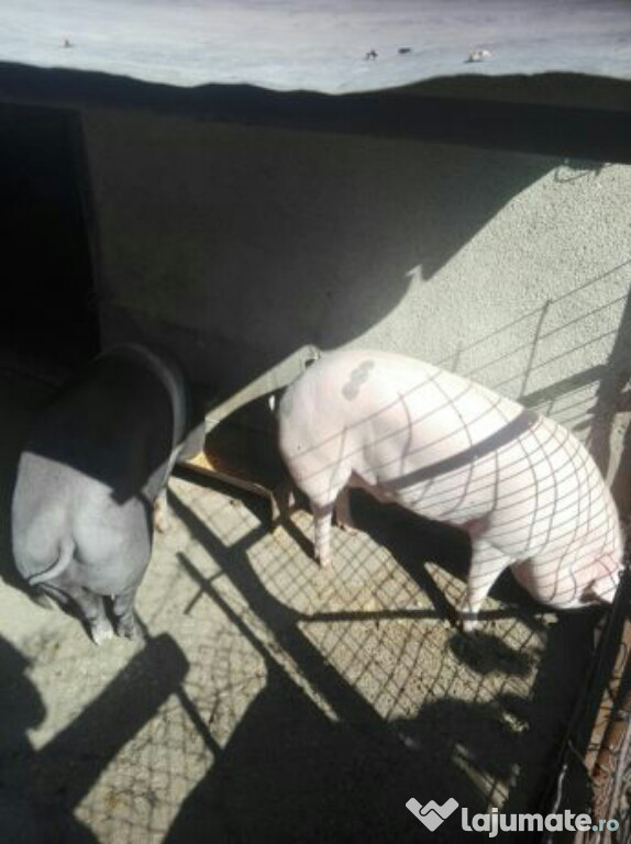 Porc/porci