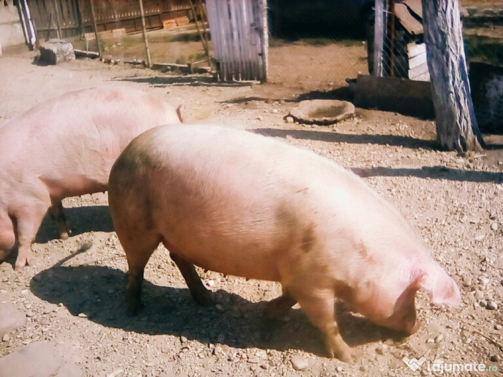 3 porci