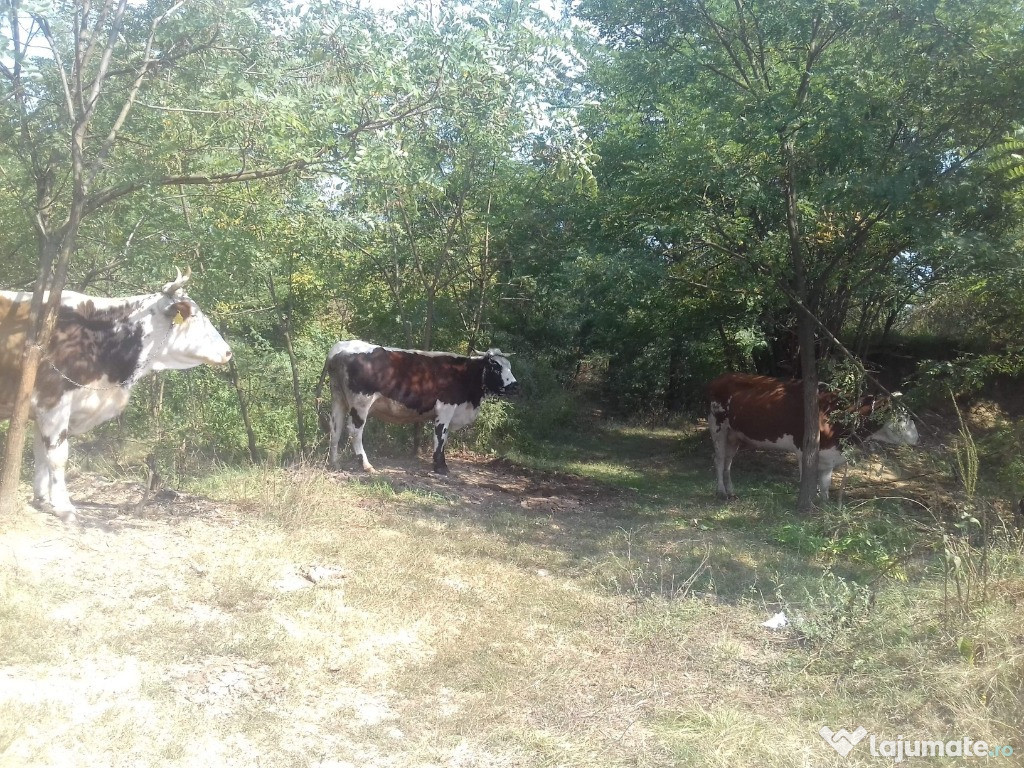 Vaca baltata