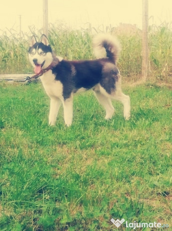 Husky Siberian 1 an și 9 luni
