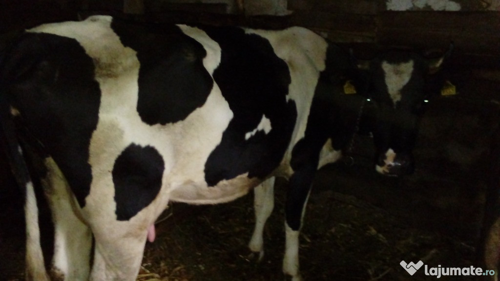 Vaca de lapte blanda