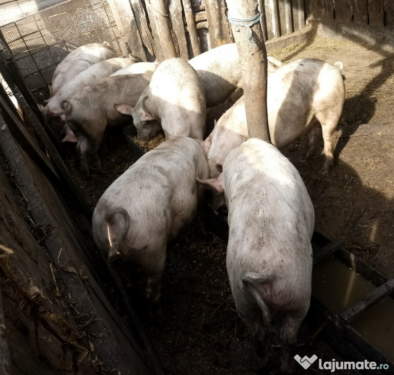 Porci