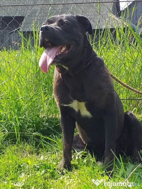 Catei cane corso